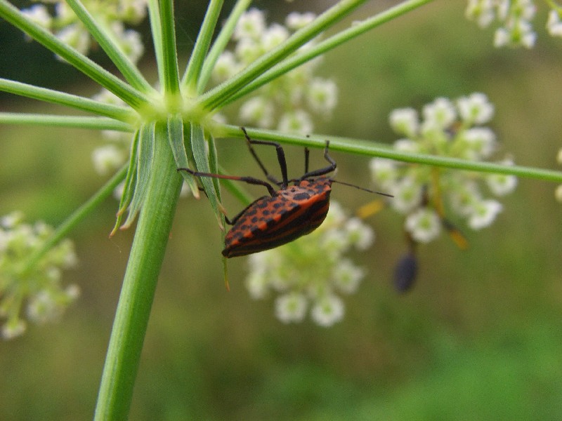 Tetrix subulata e Graphosoma lineatum